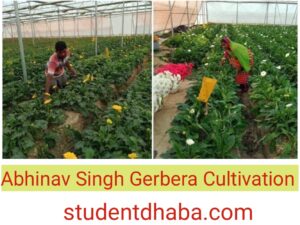 Abhinav Singh Gerbera Farming